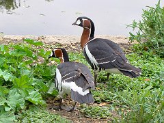 3896_Red-breasted_Goose