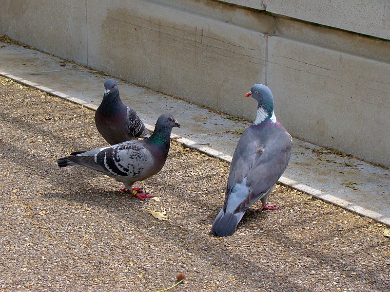 3990_Comparison_of_feral_pigeons_and_Woodpigeon.JPG