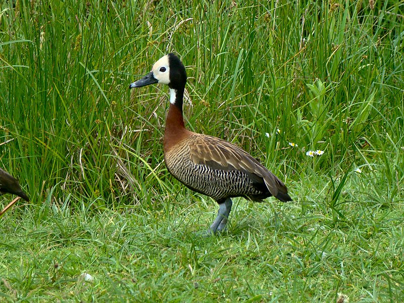 4107_White-faced_Whistling_Duck_collection.JPG