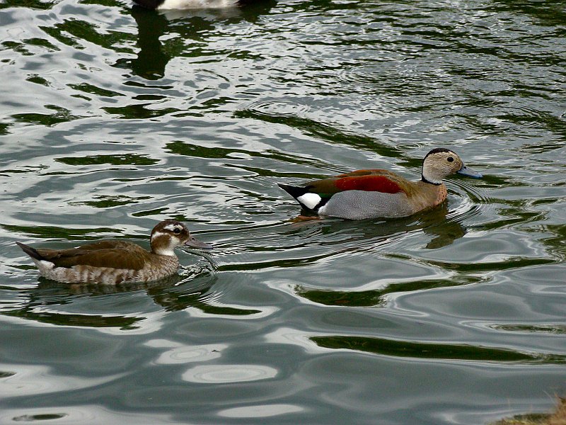 4109_Ringed_Teal_pair_collection.JPG