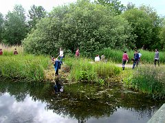 4042_Pond_dipping