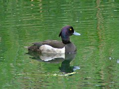 4085_Male_Tufted_Duck