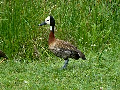 4107_White-faced_Whistling_Duck_collection