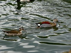 4109_Ringed_Teal_pair_collection