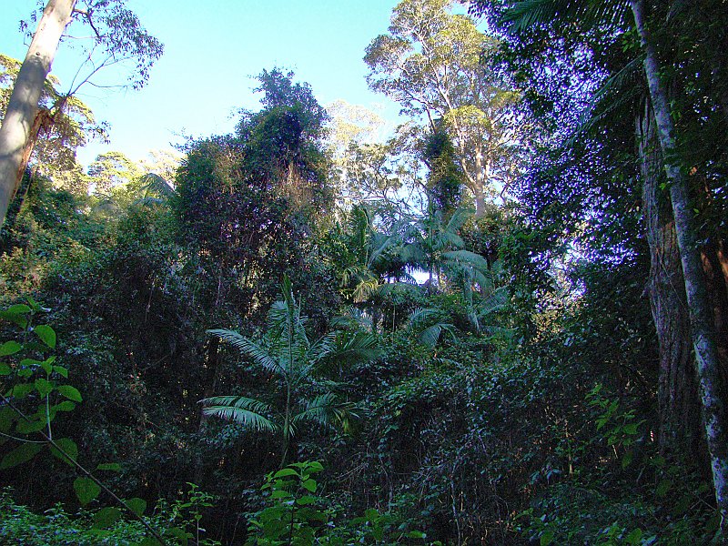 0065_Rainforest.JPG