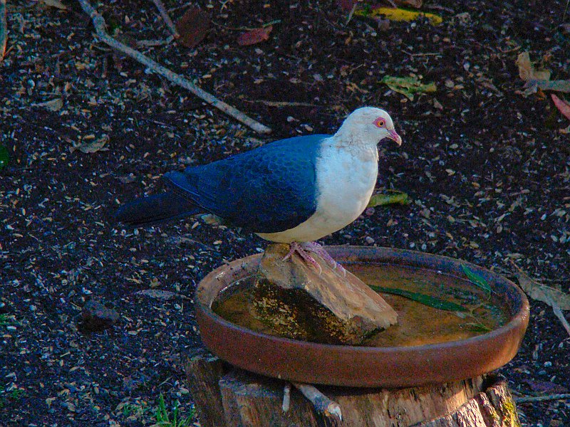 0094_White-headed_Pigeon.JPG