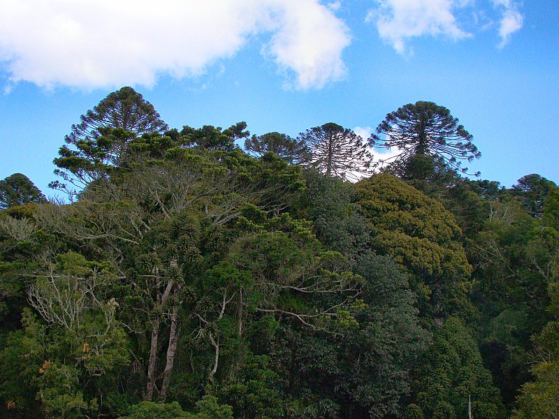0199_Rainforest_with_Bunya_Pines.JPG