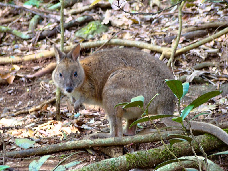 0239_Pademelon_at_Lamington.JPG