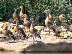 0216_Plumed_Whistling-Ducks