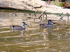 0223_Pink-eared_Ducks