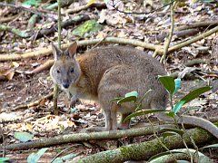 0239_Pademelon_at_Lamington