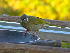 0256_Lewins_Honeyeater