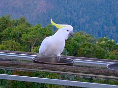 0261_Sulphur-crested_Cockatoo