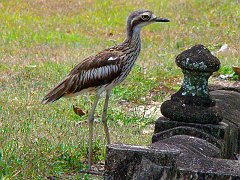 0800_Bush_Stone-curlew