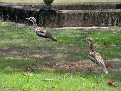 0803_Bush_Stone-curlews