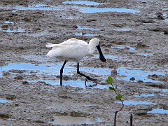 0844_Royal_Spoonbill