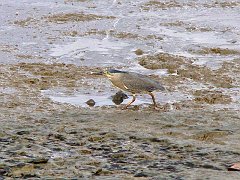 0854_Striated_Heron