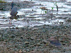 0864_Striated_Herons_territorial_dispute