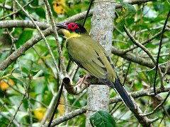 0879_Male_Figbird