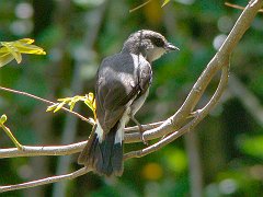 0885_Mangrove_Robin