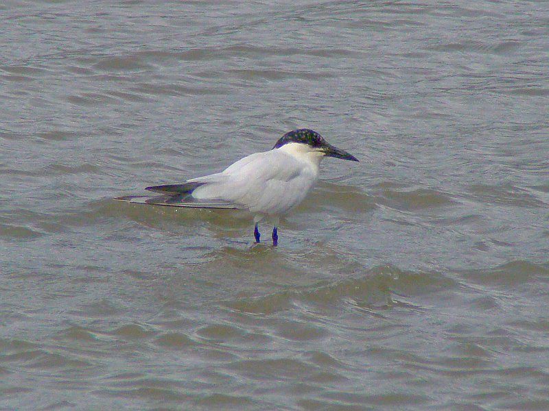 0975_Gull-billed_Tern_in_breeding_plumage.JPG