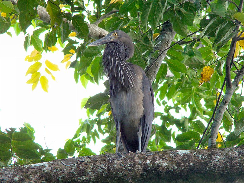 1081_Great-billed_Heron.JPG