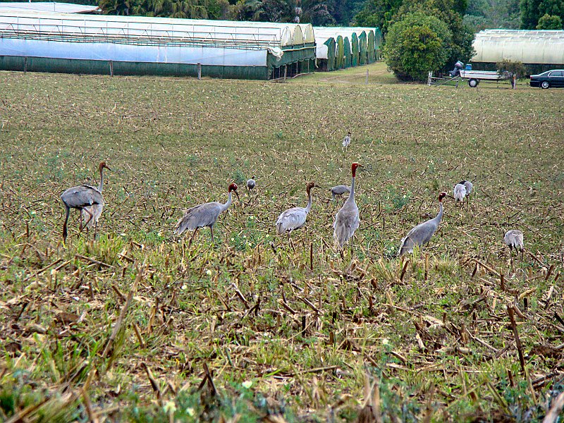 1316_Sarus_Cranes.JPG
