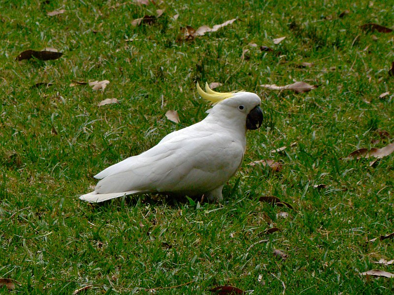4193_Sulphur-crested_Cockatoo.JPG