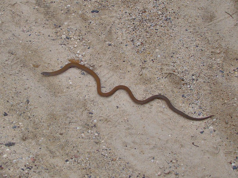 4204_Snake.JPG