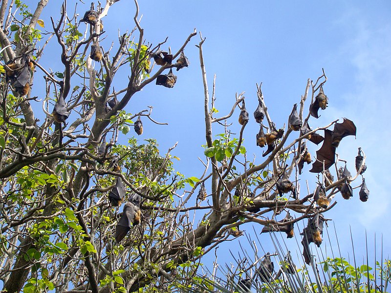 4225_Flying_Foxes_aka_Giant_Fruit_Bats.JPG