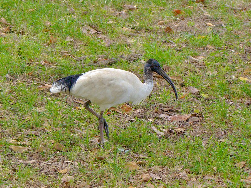 4278_White_Ibis.JPG