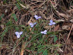 4185_Wildflowers