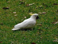 4193_Sulphur-crested_Cockatoo
