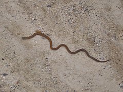 4204_Snake