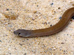 4205_Snake
