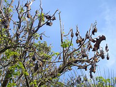 4225_Flying_Foxes_aka_Giant_Fruit_Bats