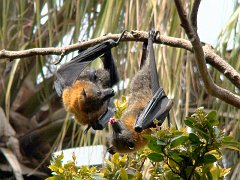 4239_Two_Giant_Fruit_Bats