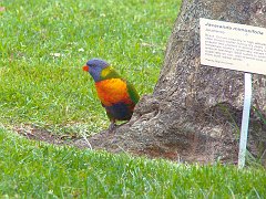 4252_Rainbow_Lorikeet_at_nest_hole
