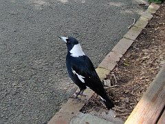4262_Australian_Magpie_black-backed_race