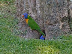 4268_Rainbow_Lorikeets_at_nest_hole
