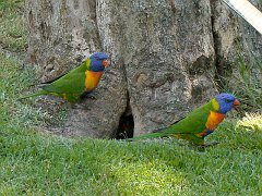 4269_Rainbow_Lorikeets