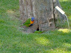 4270_Rainbow_Lorikeets_at_nest_hole