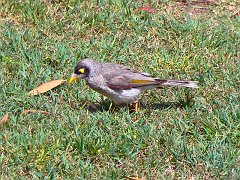 4289_Noisy_Miner