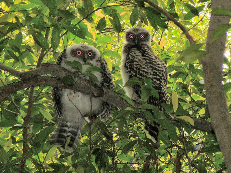4328_Immature_Powerful_Owls.JPG