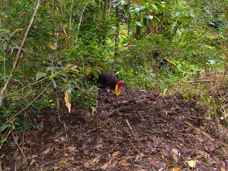 4337_Australian_Brush-turkey_tending_his_mound.JPG