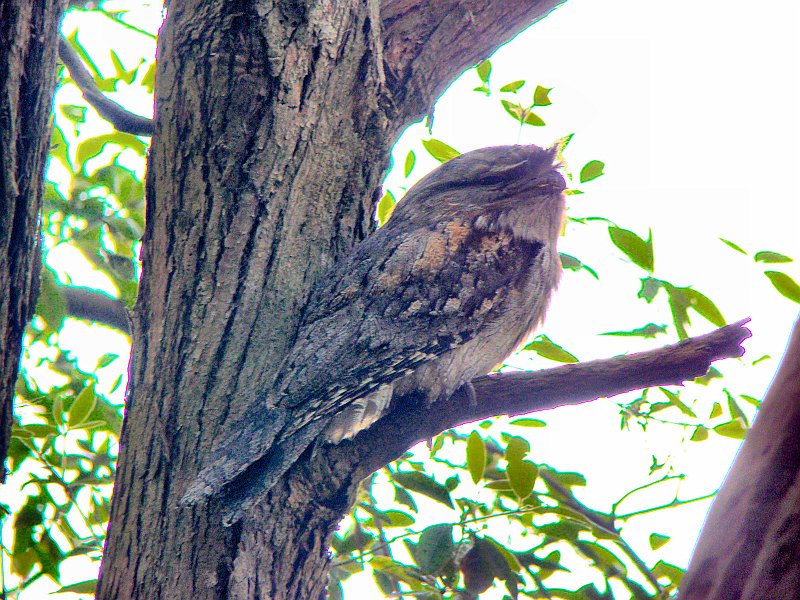 4343_Tawny_Frogmouth.JPG