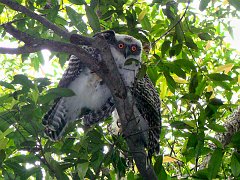 4321_Immature_Powerful_Owls