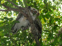 4325_Immature_Powerful_Owls