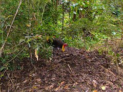 4337_Australian_Brush-turkey_tending_his_mound