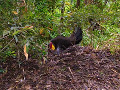 4338_Australian_Brush-turkey_tending_his_mound